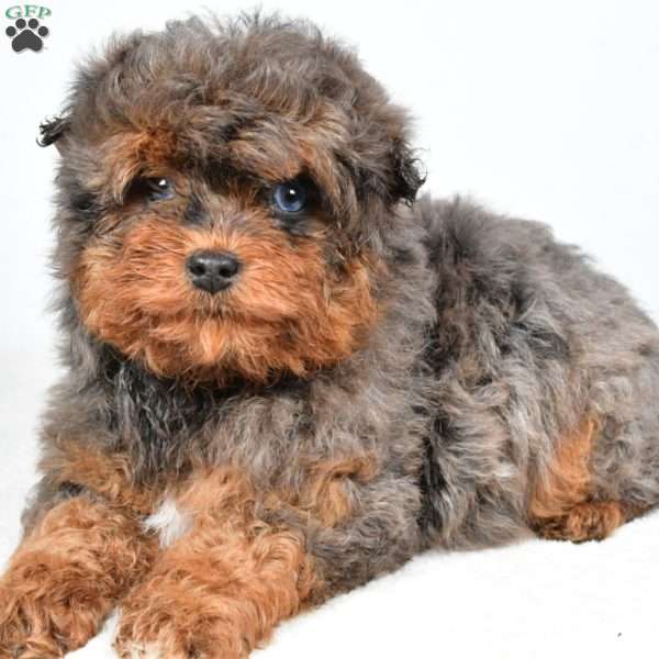 Braxtor, Mini Aussiedoodle Puppy