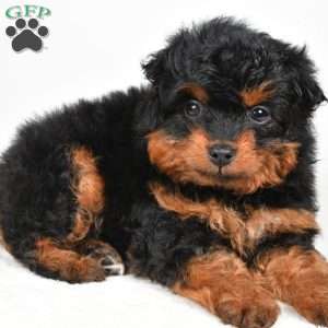 Avery, Mini Aussiedoodle Puppy