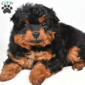 Avery, Mini Aussiedoodle Puppy