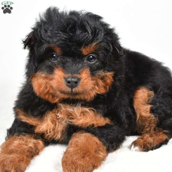 Avery, Mini Aussiedoodle Puppy