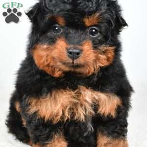 Avery, Mini Aussiedoodle Puppy