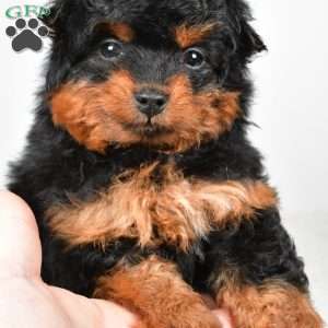 Avery, Mini Aussiedoodle Puppy