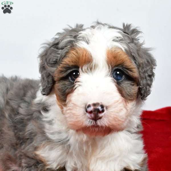 Lola, Mini Bernedoodle Puppy