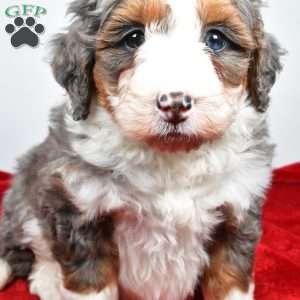 Lola, Mini Bernedoodle Puppy