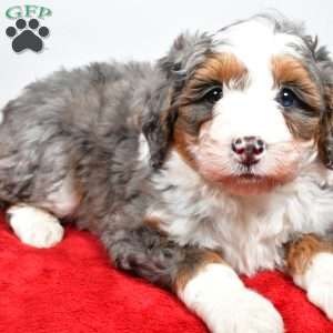 Lola, Mini Bernedoodle Puppy