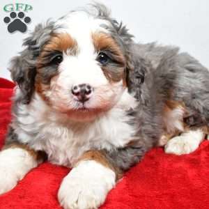 Lola, Mini Bernedoodle Puppy
