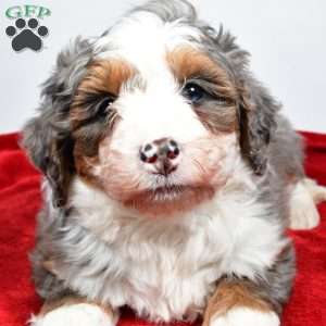 Lola, Mini Bernedoodle Puppy