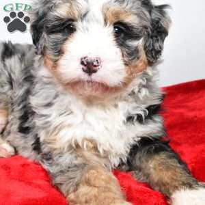 Lucy, Mini Bernedoodle Puppy