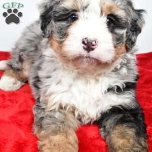 Lucy, Mini Bernedoodle Puppy