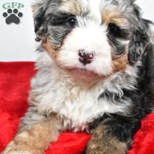 Lucy, Mini Bernedoodle Puppy