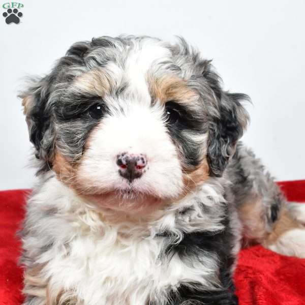 Lucy, Mini Bernedoodle Puppy