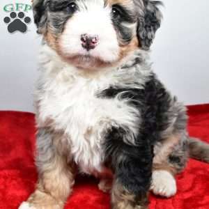 Lucy, Mini Bernedoodle Puppy
