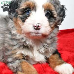 Lacey, Mini Bernedoodle Puppy