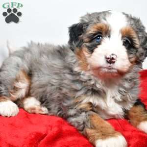Lacey, Mini Bernedoodle Puppy