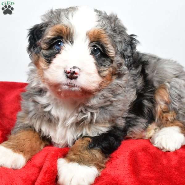 Lacey, Mini Bernedoodle Puppy