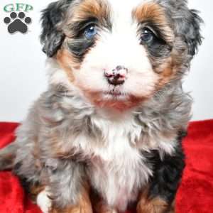 Lacey, Mini Bernedoodle Puppy