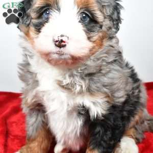 Lacey, Mini Bernedoodle Puppy