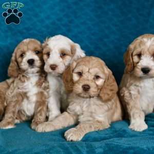 Benny, Cockapoo Puppy