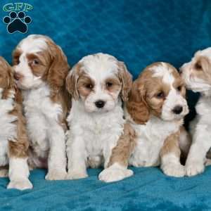 Katie, Cockapoo Puppy