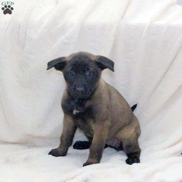 Dahlia, Belgian Malinois Puppy