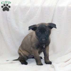 Dahlia, Belgian Malinois Puppy