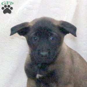Dahlia, Belgian Malinois Puppy