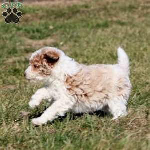 Dahlia, Miniature Poodle Puppy