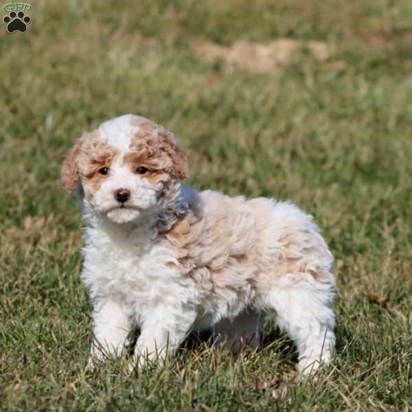 Dahlia, Miniature Poodle Puppy