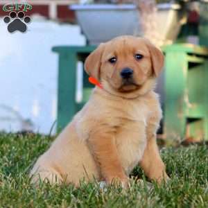 Dahlia, Fox Red Labrador Retriever Puppy
