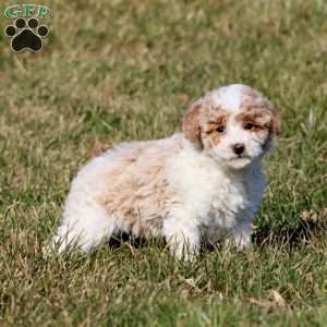 Dahlia, Miniature Poodle Puppy