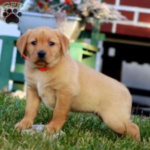 Dahlia, Fox Red Labrador Retriever Puppy