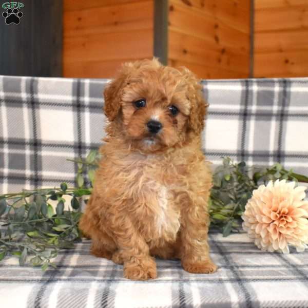 Daisy, Cavapoo Puppy