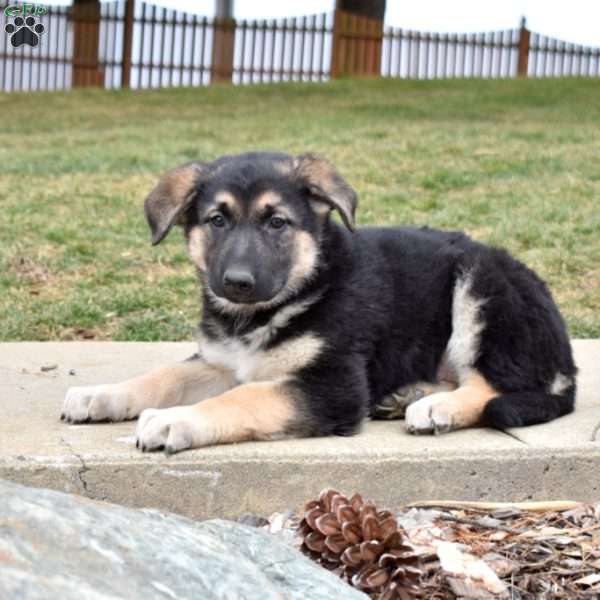 Daisy, German Shepherd Puppy