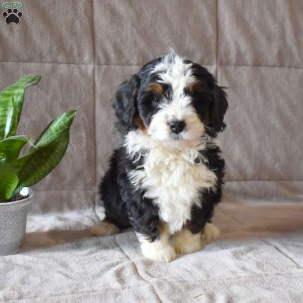 Daisy, Mini Bernedoodle Puppy