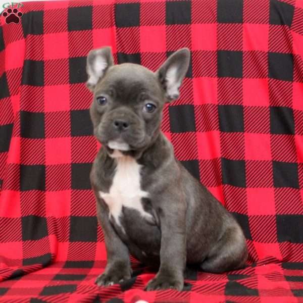 Daisy, Frenchton Puppy