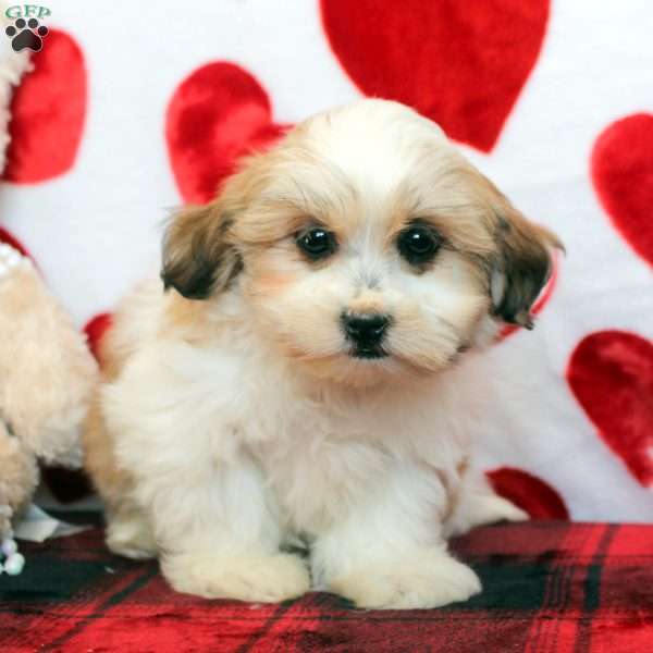 Daisy, Mal-Shi Puppy