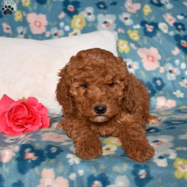 Daisy, Mini Goldendoodle Puppy