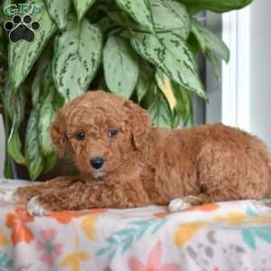Daisy, Goldendoodle Puppy