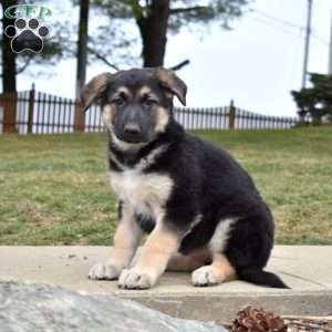 Daisy, German Shepherd Puppy
