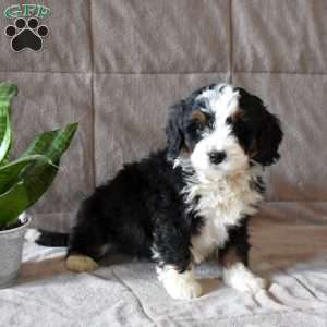 Daisy, Mini Bernedoodle Puppy
