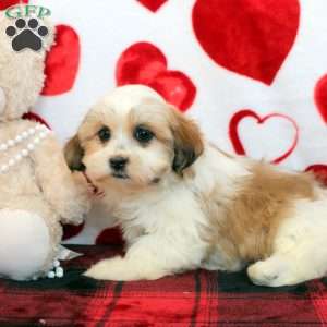 Daisy, Mal-Shi Puppy