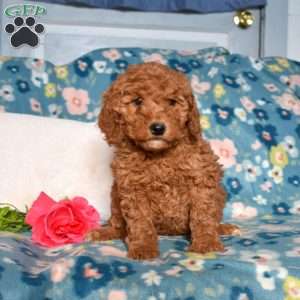 Daisy, Mini Goldendoodle Puppy