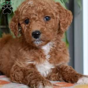 Daisy, Goldendoodle Puppy