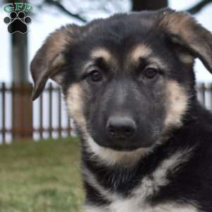 Daisy, German Shepherd Puppy