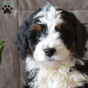Daisy, Mini Bernedoodle Puppy