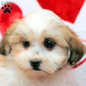 Daisy, Mal-Shi Puppy