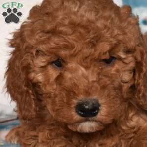 Daisy, Mini Goldendoodle Puppy