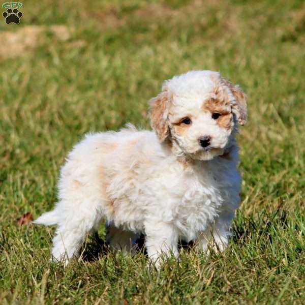 Daisy, Miniature Poodle Puppy