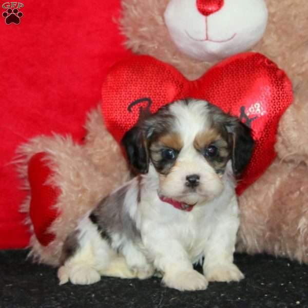 Daisy, Cavapoo Puppy