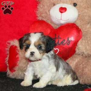 Daisy, Cavapoo Puppy